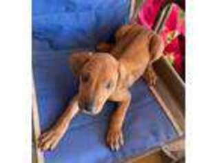 Rhodesian Ridgeback Puppy for sale in Plymouth, CA, USA