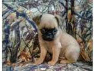 Brussels Griffon Puppy for sale in Claremont, NC, USA