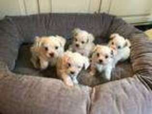 Maltese Puppy for sale in GREENWICH, CT, USA