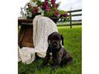 Great Dane Puppy for sale in New Paris, IN, USA