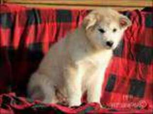 Alaskan Malamute Puppy for sale in Liberty, KY, USA