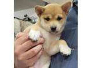 Shiba Inu Puppy for sale in Sciota, PA, USA