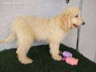 Labradoodle Puppy for sale in Waddell, AZ, USA