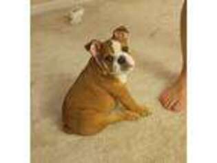 Bulldog Puppy for sale in Prospect Heights, IL, USA