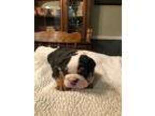 Bulldog Puppy for sale in North Wilkesboro, NC, USA