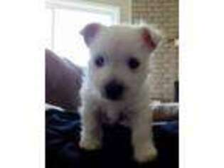West Highland White Terrier Puppy for sale in Tulsa, OK, USA