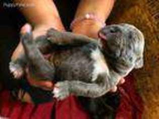 Cane Corso Puppy for sale in Orlando, FL, USA
