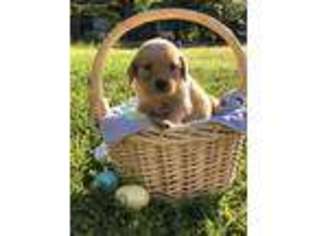 Golden Retriever Puppy for sale in Ozark, AL, USA