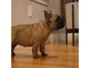 French Bulldog Puppy for sale in Groton, MA, USA