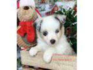 Miniature Australian Shepherd Puppy for sale in Meridian, TX, USA