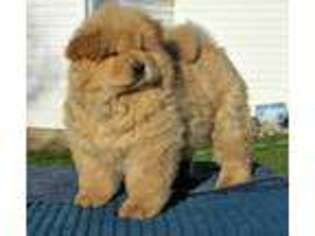 Chow Chow Puppy for sale in Logansport, IN, USA
