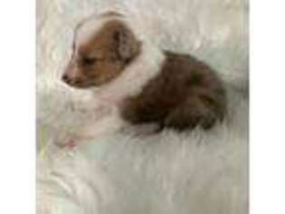 Shetland Sheepdog Puppy for sale in Telephone, TX, USA