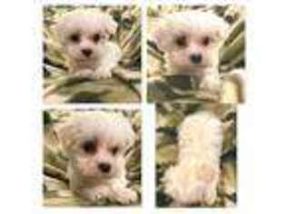 Maltese Puppy for sale in Aviston, IL, USA