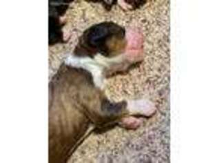 Bernese Mountain Dog Puppy for sale in Dugspur, VA, USA