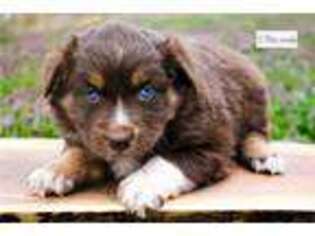 Miniature Australian Shepherd Puppy for sale in Jonesboro, AR, USA