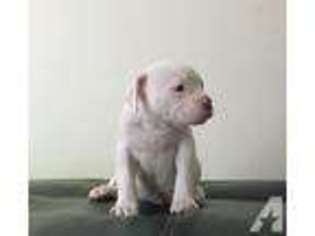 American Bulldog Puppy for sale in MIAMI, FL, USA