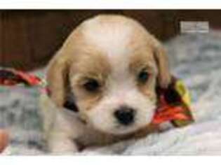 Cavachon Puppy for sale in Monroe, LA, USA