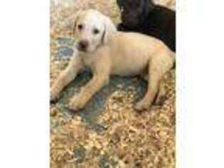 Labrador Retriever Puppy for sale in Florence, AZ, USA
