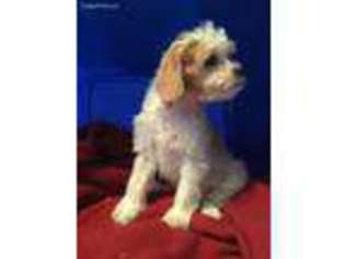 Cavachon Puppy for sale in Wausau, WI, USA