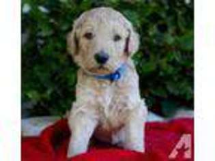 Mutt Puppy for sale in WILDOMAR, CA, USA
