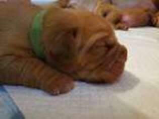 American Bull Dogue De Bordeaux Puppy for sale in Valley Stream, NY, USA