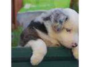 Mutt Puppy for sale in Mentone, CA, USA