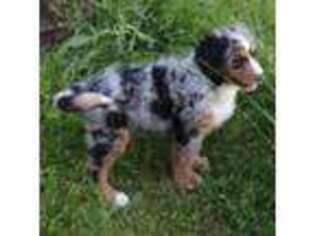Mutt Puppy for sale in Morehead, KY, USA