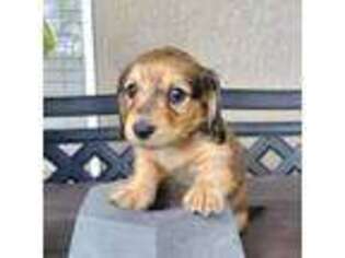 Dachshund Puppy for sale in Winter Park, FL, USA
