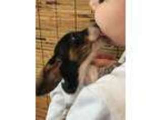 Dachshund Puppy for sale in Fort Ann, NY, USA