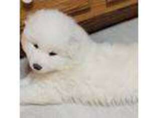 Samoyed Puppy for sale in Keytesville, MO, USA