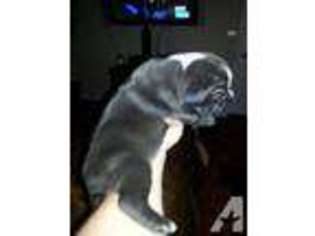 Bulldog Puppy for sale in SEBRING, FL, USA