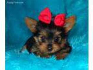 Yorkshire Terrier Puppy for sale in Brookings, SD, USA