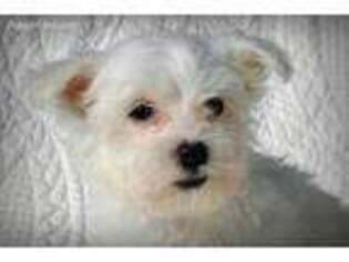 Coton de Tulear Puppy for sale in Skipwith, VA, USA