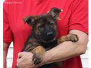German Shepherd Dog Puppy for sale in Gridley, IL, USA