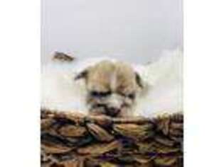 Bulldog Puppy for sale in Altus, OK, USA