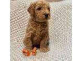 Goldendoodle Puppy for sale in Clementon, NJ, USA