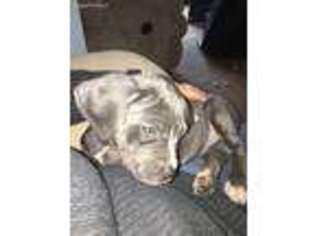 Cane Corso Puppy for sale in Saint Leonard, MD, USA