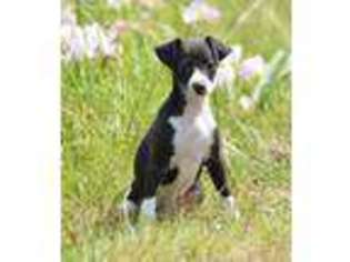 Italian Greyhound Puppy for sale in Bonham, TX, USA