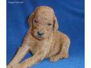 Mutt Puppy for sale in Butler, OH, USA