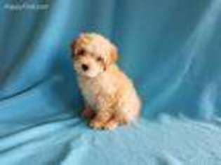 Mutt Puppy for sale in Flat Rock, AL, USA