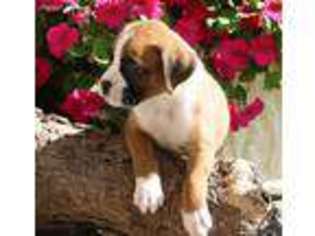 Boxer Puppy for sale in Madison, IN, USA