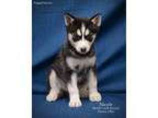 Siberian Husky Puppy for sale in Fresno, OH, USA