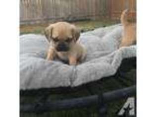 Puggle Puppy for sale in MOSES LAKE, WA, USA