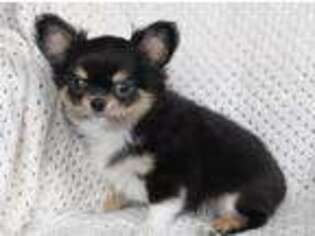 Chihuahua Puppy for sale in Jasper, MO, USA