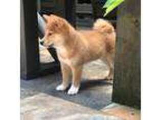 Shiba Inu Puppy for sale in Atlanta, GA, USA