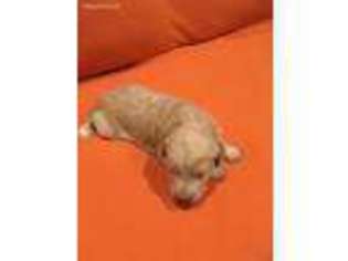 Labradoodle Puppy for sale in Troy, TN, USA