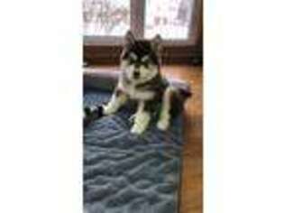 Siberian Husky Puppy for sale in North Olmsted, OH, USA