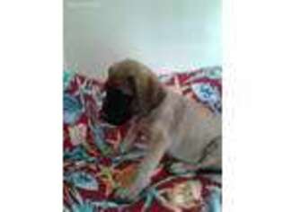 Mastiff Puppy for sale in Flora, IL, USA