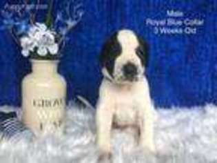 Great Dane Puppy for sale in New Hartford, NY, USA
