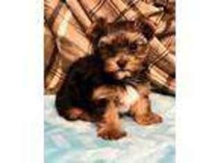 Yorkshire Terrier Puppy for sale in Bakersfield, CA, USA